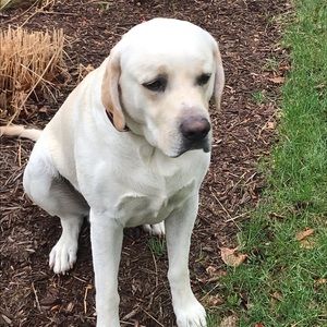 Meet your Posher, Korey